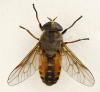 Hybomitra distinguenda